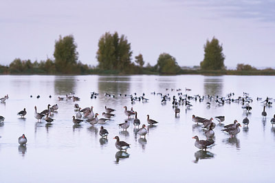 BUITEN BEELD Foto: 419990