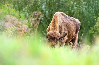 BUITEN BEELD Foto: 420050