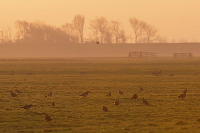 BUITEN BEELD Foto: 420066