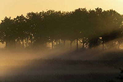 BUITEN BEELD Foto: 420240