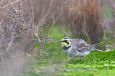 BUITEN BEELD Foto: 420249