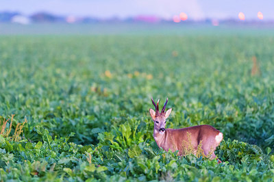 BUITEN BEELD Foto: 420307