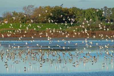 BUITEN BEELD Foto: 420348