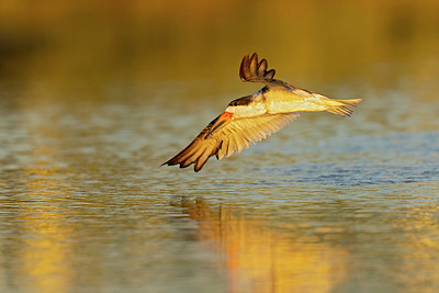 BUITEN BEELD Foto: 420435