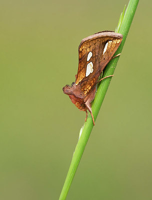 BUITEN BEELD Foto: 420464