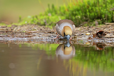 BUITEN BEELD Foto: 420494