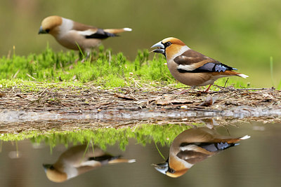 BUITEN BEELD Foto: 420499