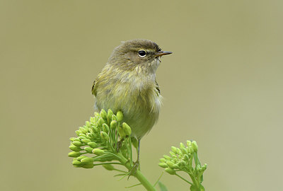 BUITEN BEELD Foto: 420505