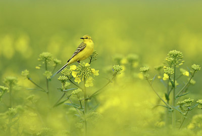 BUITEN BEELD Foto: 420515