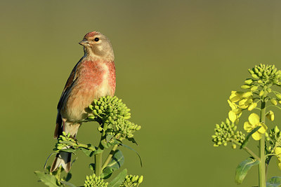 BUITEN BEELD Foto: 420523