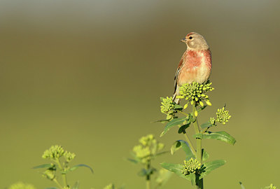 BUITEN BEELD Foto: 420528