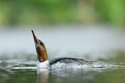 BUITEN BEELD Foto: 420529