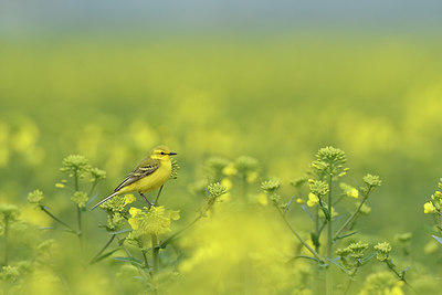 BUITEN BEELD Foto: 420532