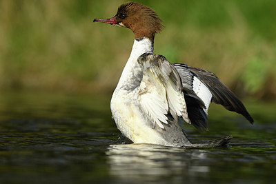 BUITEN BEELD Foto: 420537