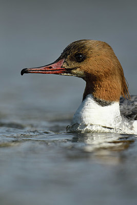 BUITEN BEELD Foto: 420539