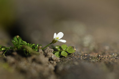 BUITEN BEELD Foto: 420544