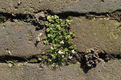 BUITEN BEELD Foto: 420547