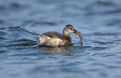 BUITEN BEELD Foto: 420558