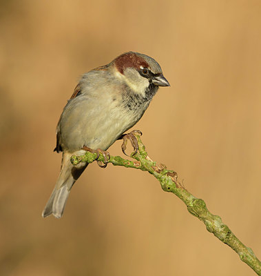 BUITEN BEELD Foto: 420576