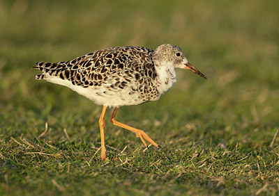 BUITEN BEELD Foto: 420579