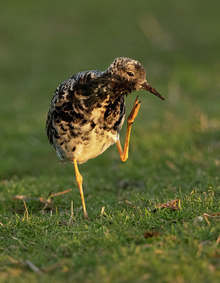 BUITEN BEELD Foto: 420583