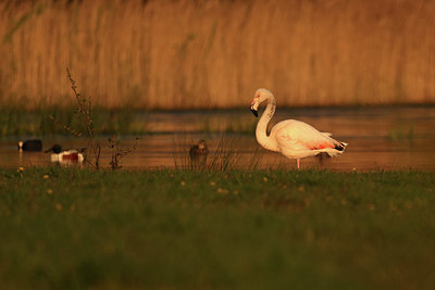 BUITEN BEELD Foto: 420610