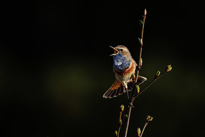 BUITEN BEELD Foto: 420617
