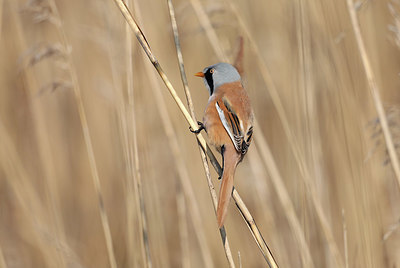 BUITEN BEELD Foto: 420621