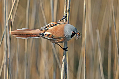 BUITEN BEELD Foto: 420624