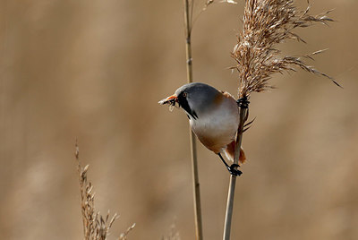 BUITEN BEELD Foto: 420625