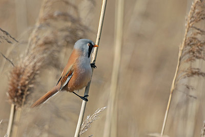 BUITEN BEELD Foto: 420626