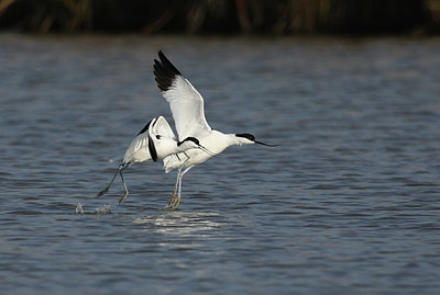 BUITEN BEELD Foto: 420631