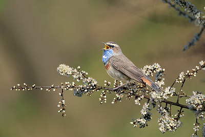 BUITEN BEELD Foto: 420632