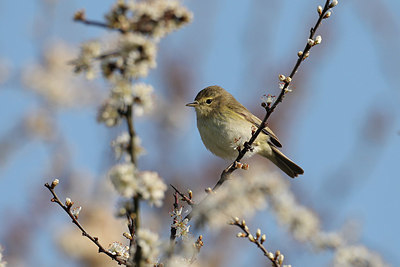 BUITEN BEELD Foto: 420633