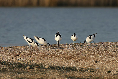 BUITEN BEELD Foto: 420639