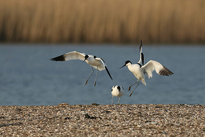 BUITEN BEELD Foto: 420642