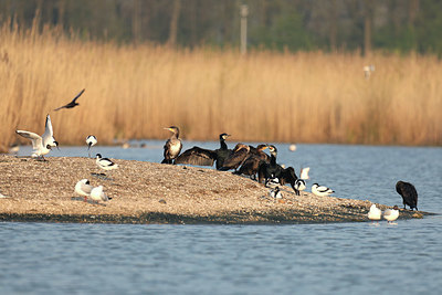 BUITEN BEELD Foto: 420643