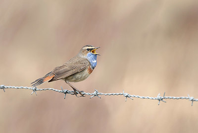 BUITEN BEELD Foto: 420647