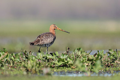 BUITEN BEELD Foto: 420652