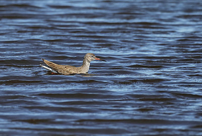 BUITEN BEELD Foto: 420656