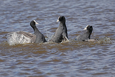 BUITEN BEELD Foto: 420659