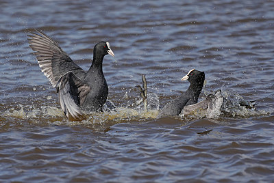 BUITEN BEELD Foto: 420663