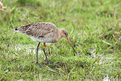 BUITEN BEELD Foto: 420670