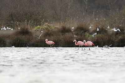 BUITEN BEELD Foto: 420675