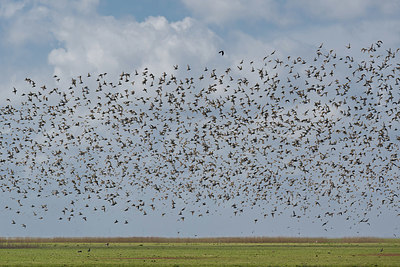 BUITEN BEELD Foto: 420690