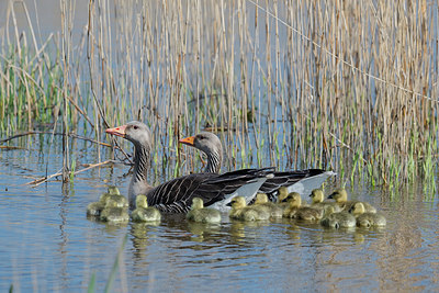 BUITEN BEELD Foto: 420692