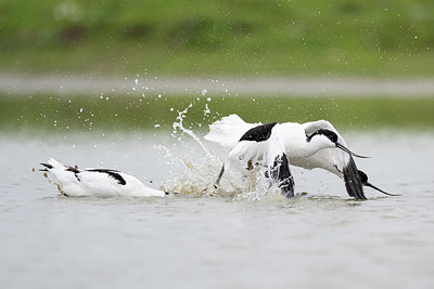 BUITEN BEELD Foto: 420695