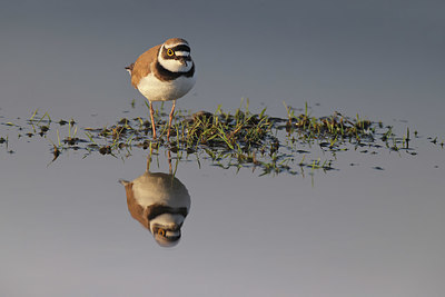 BUITEN BEELD Foto: 420751