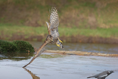 BUITEN BEELD Foto: 420753