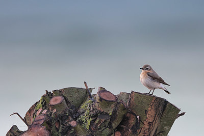 BUITEN BEELD Foto: 420758